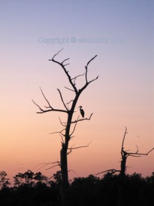 Guardian on the Bayou