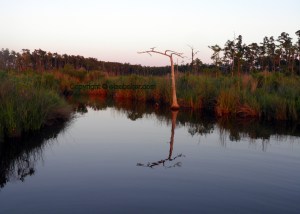 Sunbathed Marsh