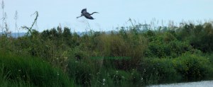 Heron in Flight