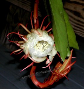 Night Blooming Cereus