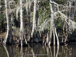 Cypress Knees