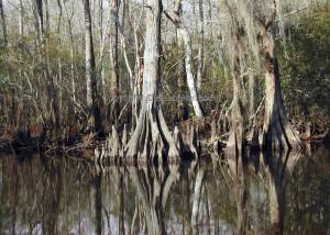 Lacombe Cypress Knees