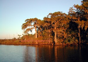 Sunbathed Cypresses
