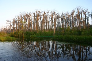 Dead Cypress Stand