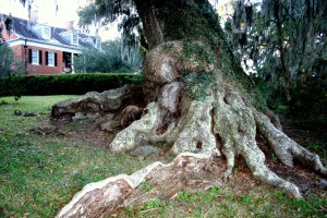 Shadows on the Teche