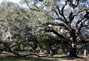 Avery Island Oaks