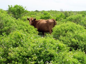 Anegada Cow