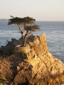 Lone Cypress