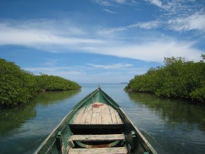 Panama Mangrove