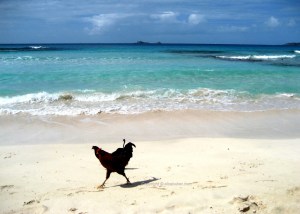 Savannah Beach Chicken